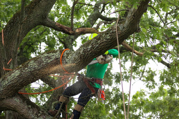 How Our Tree Care Process Works  in  Onset, MA