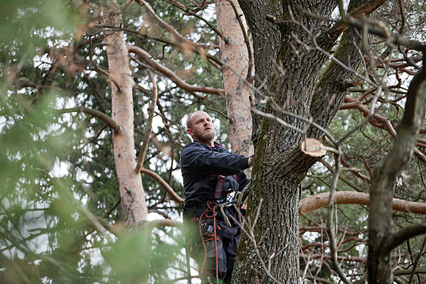 Best Tree Disease Treatment  in Onset, MA